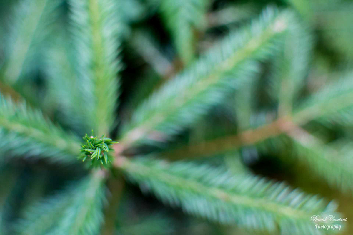 Terminal bud of a silver fir