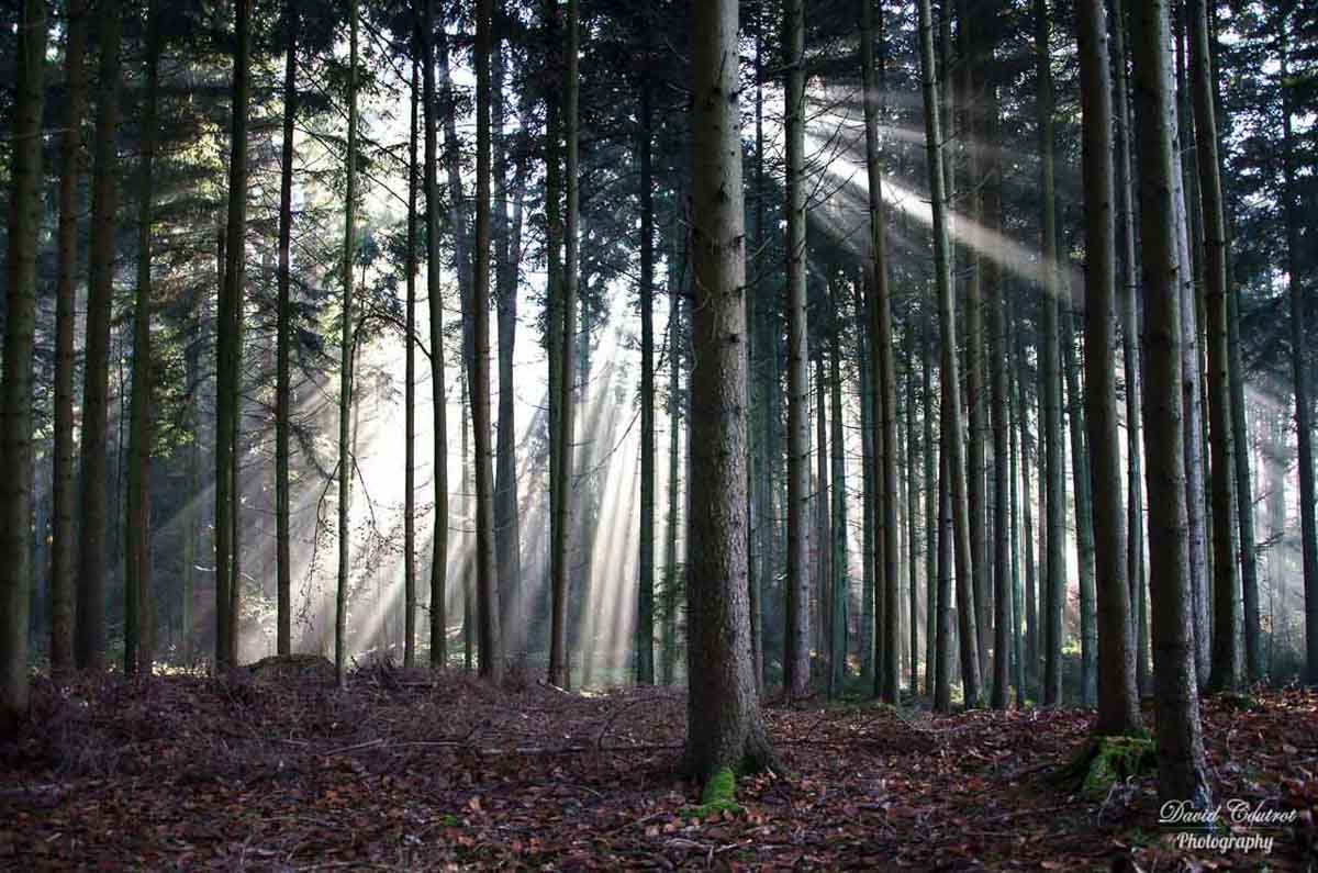 Ray of sunlight in the forest