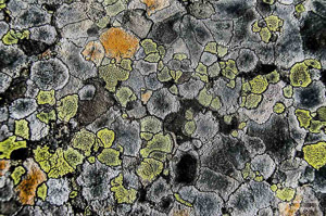 Mosaic of lichen