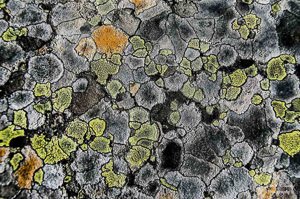 Mosaïque de lichen