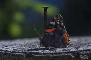Schmetterling der auf einem Stamm gefestigt ist