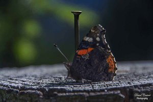 Papillon cloué sur une souche