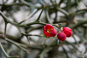 Poncirus trifoliata with Japanese quince flowers