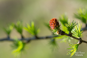 Herbstliche Rötung